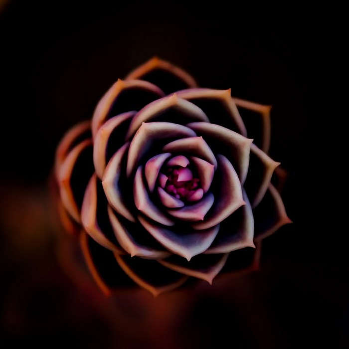 Close-up of a succulent plant with purple and pink petals
