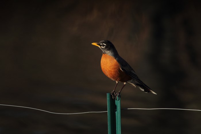 American Robin perched on a green post