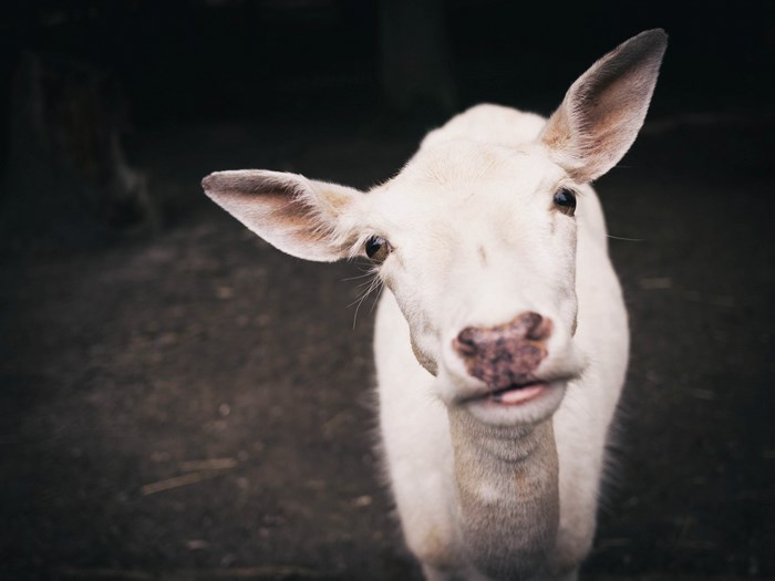 White deer with tongue sticking out