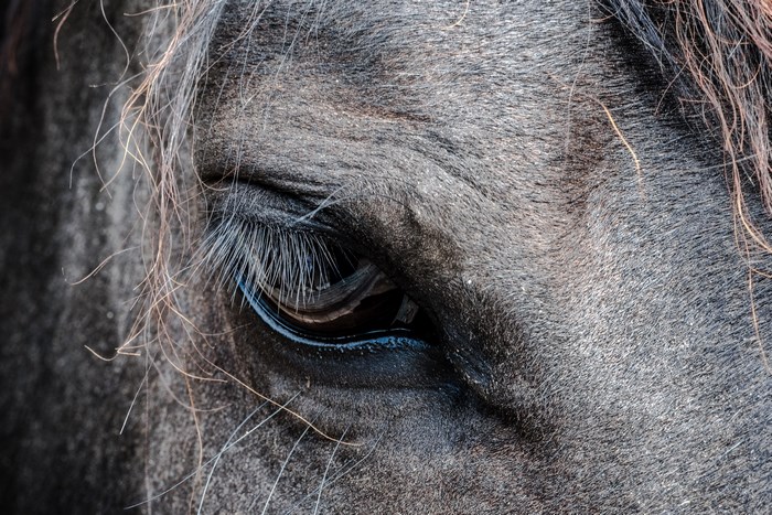 Close up of a horse's eye