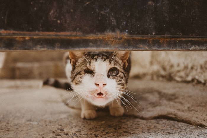 Feral cat peeking from under a dark metal bar