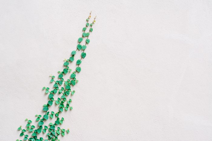 Green vine growing on a textured white wall
