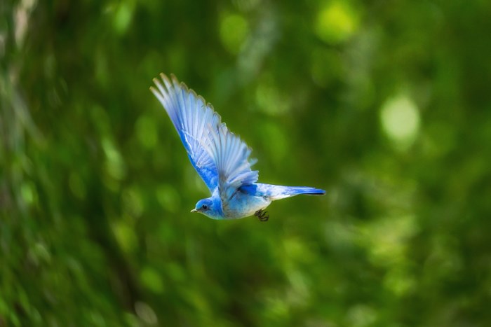 Blue bird in flight against a green background