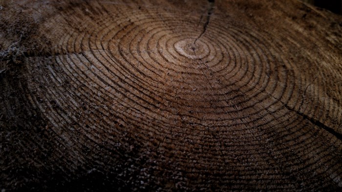 Close-up of a tree stump with visible growth rings
