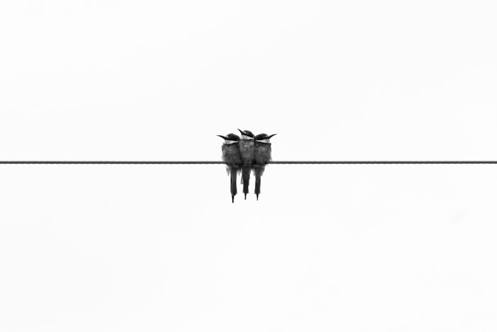 Three birds perched on a wire against a white background