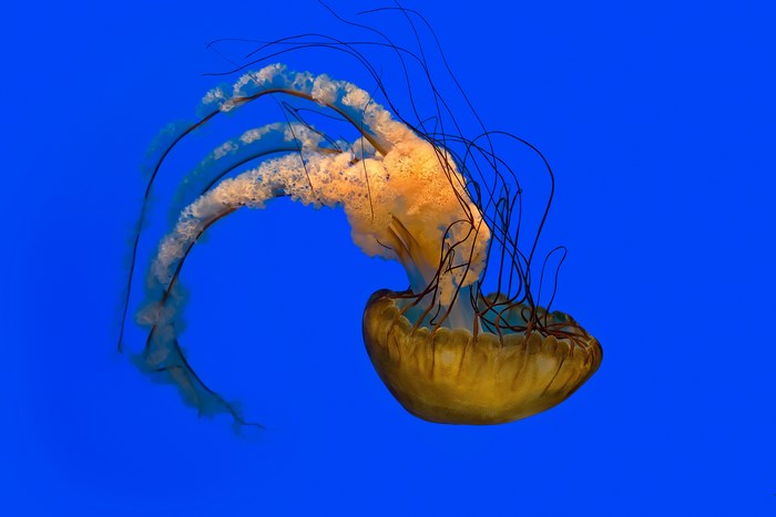 Pacific Sea Nettle Jellyfish Underwater