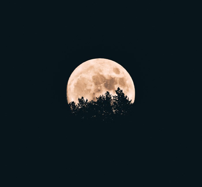 Full moon behind silhouetted trees at night