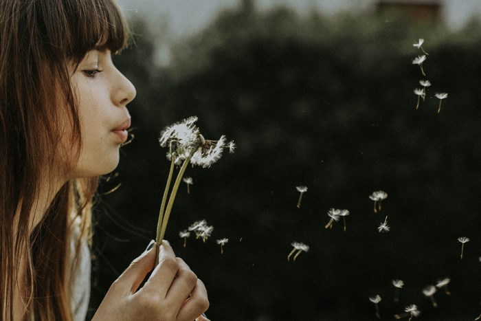 Girl blowing dandelion seeds in the evening