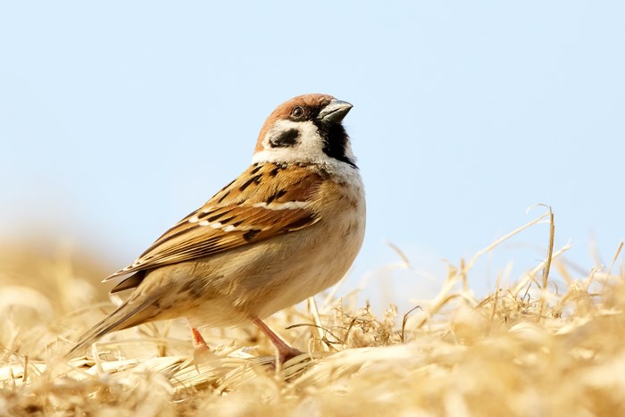 Tree Sparrow perched on dry grass