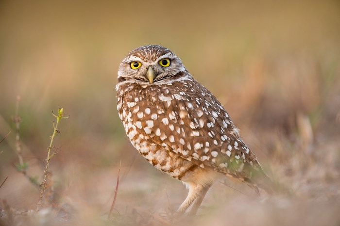 Burrowing owl with yellow eyes in dry grass