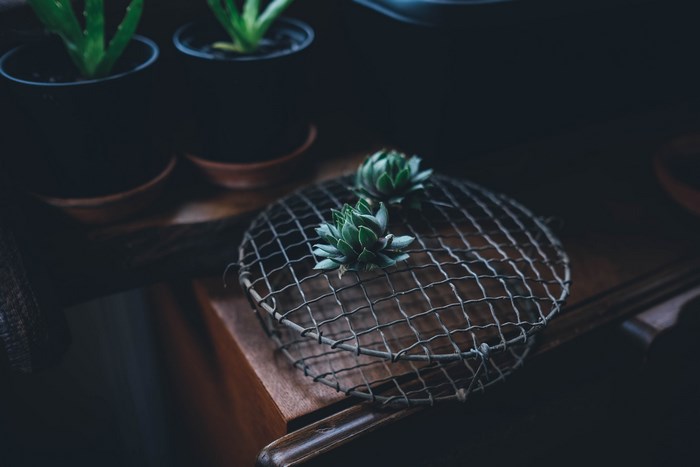 Two succulents on a wire frame