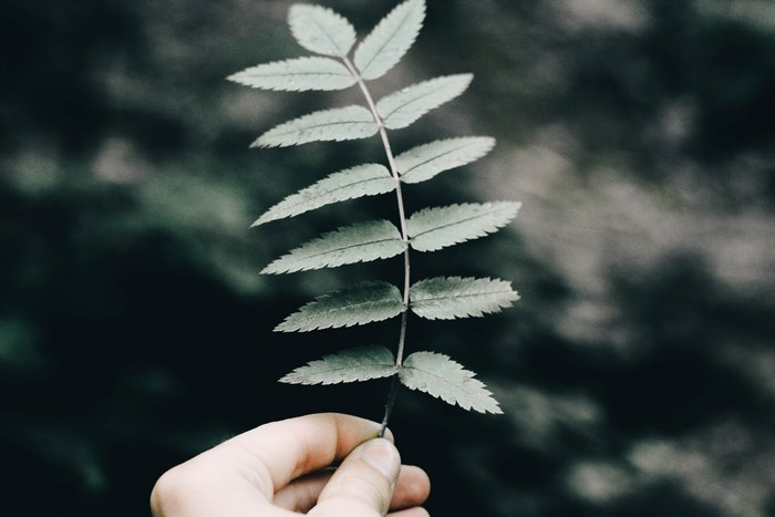 Hand holding a green leaf stalk with dark background