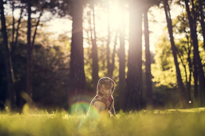 Pug dog sitting in a forest during sunset