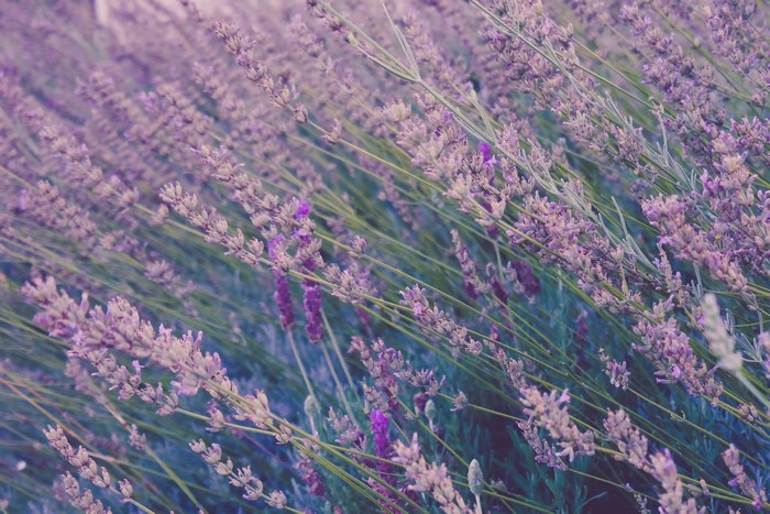 Purple lavender flowers in a field