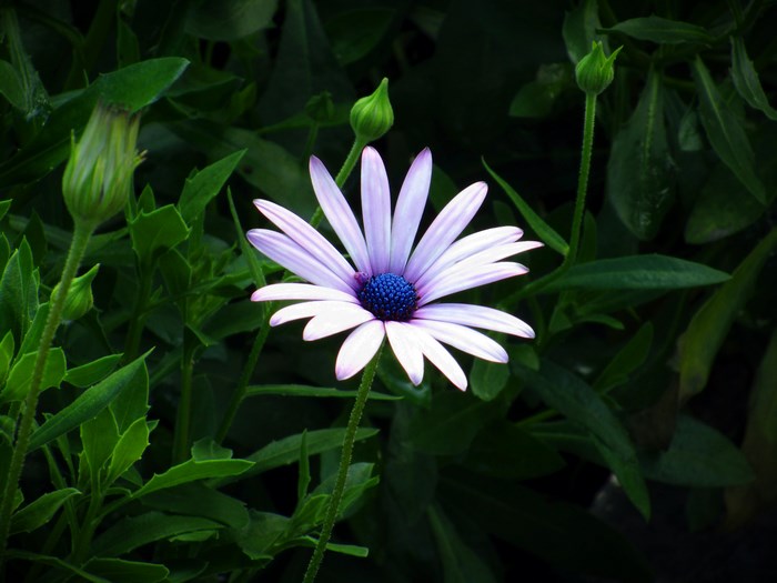 Purple and white daisy with blue center and buds