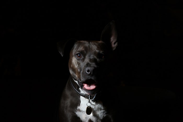 Black American Staffordshire Terrier dog with tongue out
