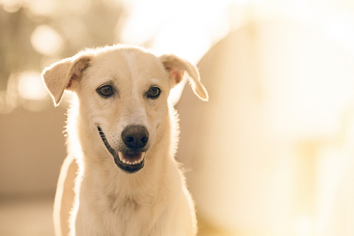 A happy dog in Goa, India, with backlight