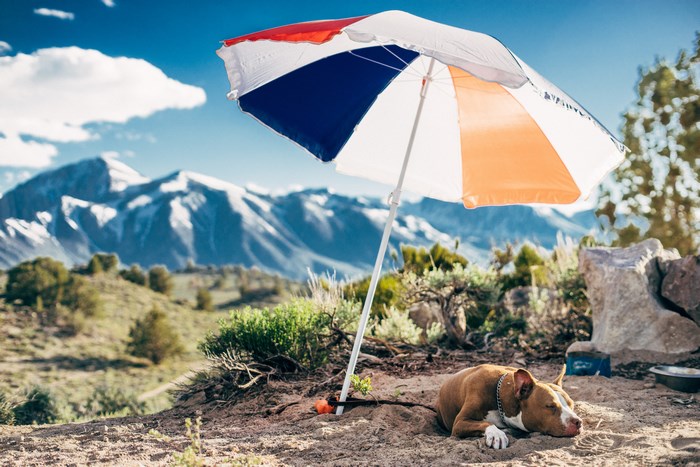 Dog sleeping under a beach umbrella in the mountains
