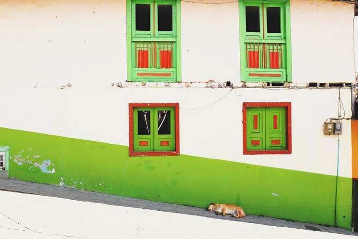 Dog sleeping by a colorful building with green windows