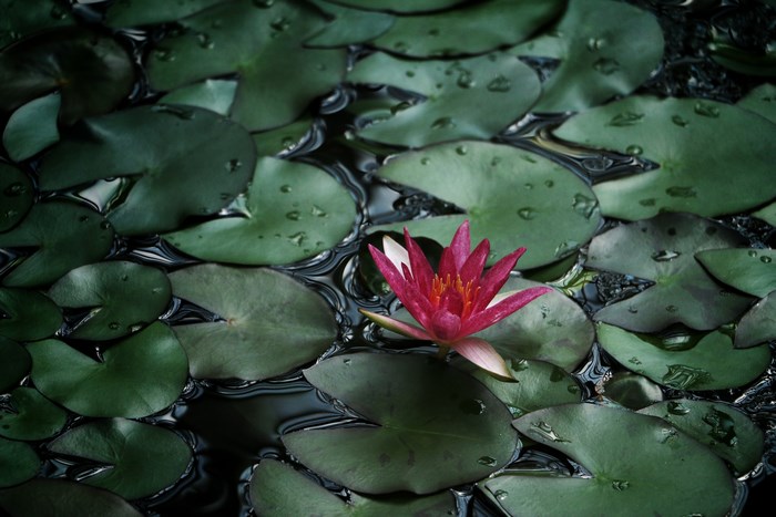 A single pink water lily blooms among green lily pads on dark water.