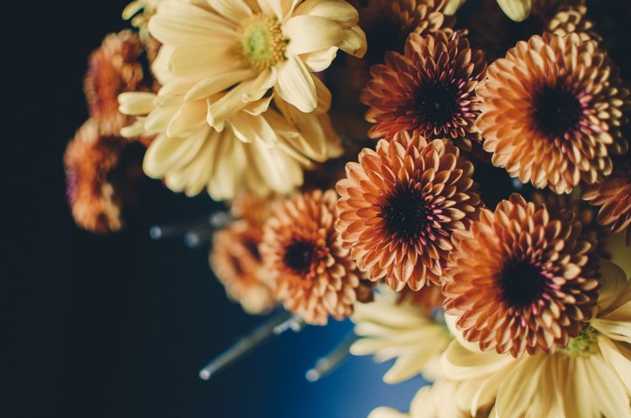 Close-up of orange and yellow mum flowers
