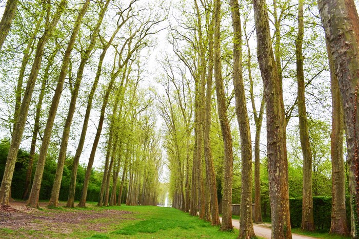 Avenue of trees with a path
