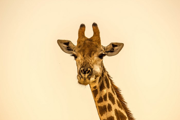 Close-up portrait of a giraffe in Kruger National Park