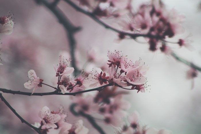 Pink cherry blossoms on a dark branch