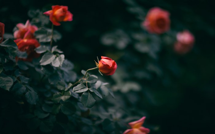 Red roses and green leaves in a garden