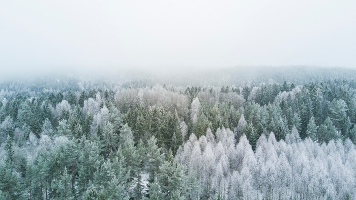 Winter forest in Nesodden with snow and fog