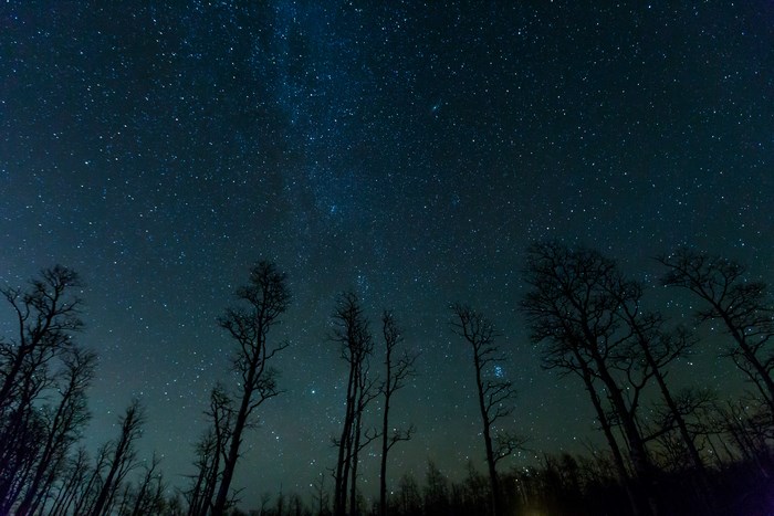 Starry Night Sky Over Silhouetted Woodland Trees