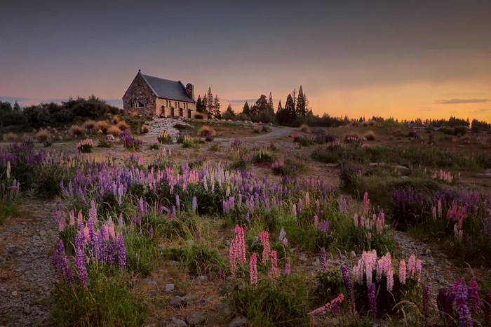 Church of the Good Shepherd at Sunset with Lupin Flowers