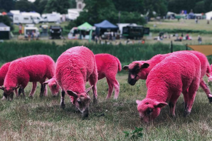 Pink sheep grazing in a field with tents and vehicles in the background
