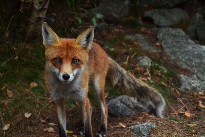 Red fox standing in a forest with rocks and leaves