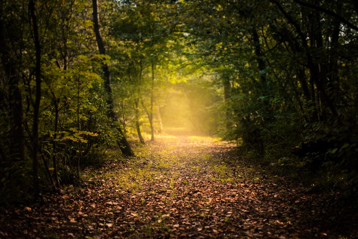 A misty path through an autumn forest