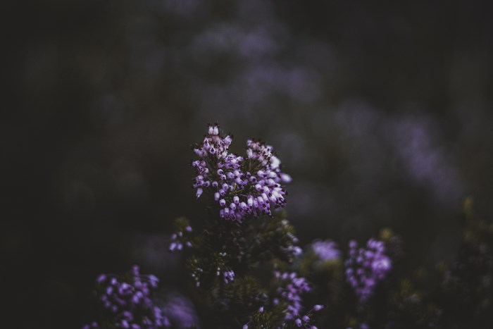 Purple heather flowers in a dark forest