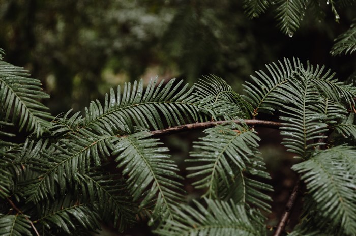 Close-up of wet pine needles on a branch