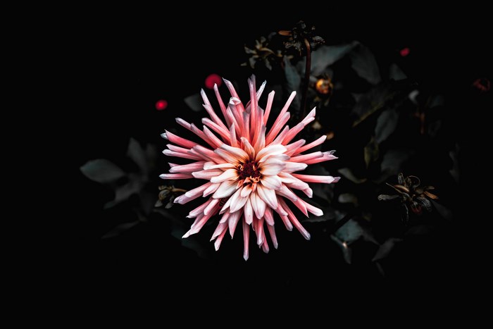 Pink and white dahlia flower in darkness