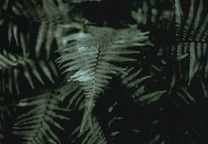 Close-up of a dark green fern leaf