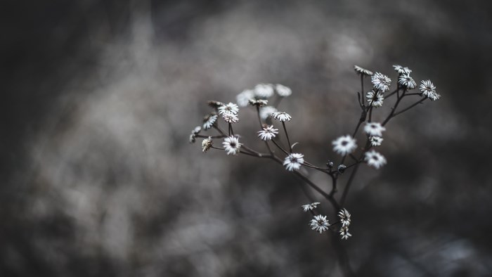Close-up of white wildflowers on a dark background