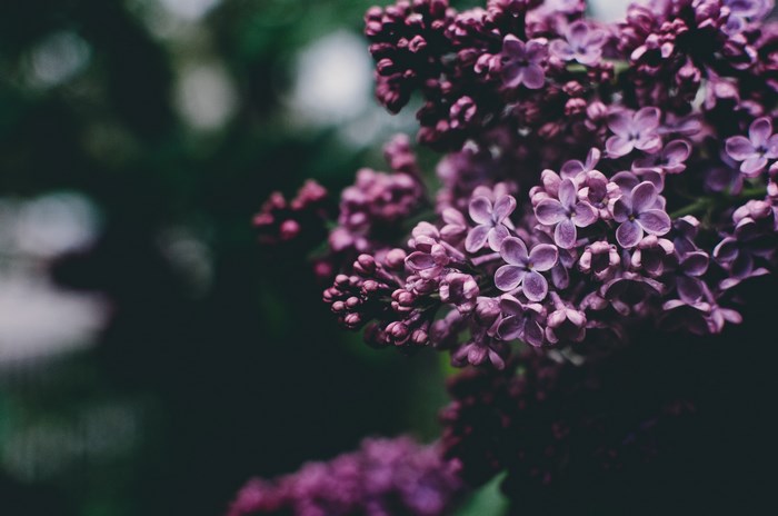 Close-up of purple lilac blossoms with raindrops