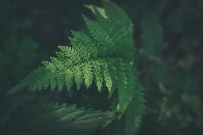 Close-up of a green fern leaf in a dark forest