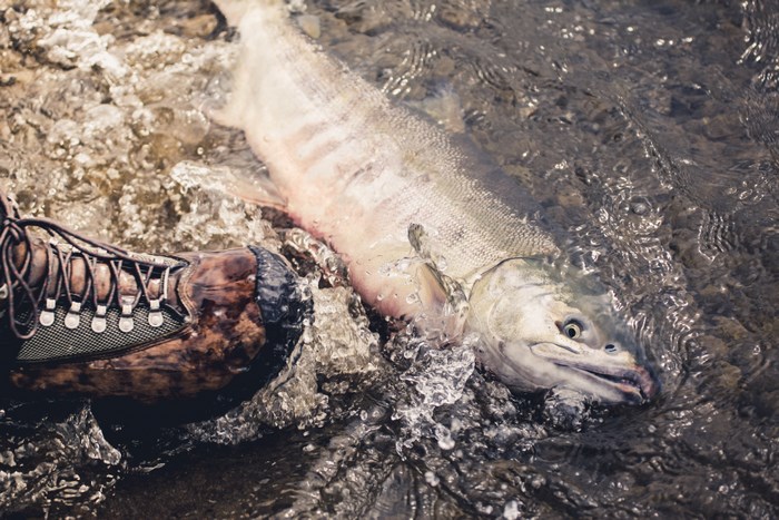 Fisherman's boot next to a caught salmon in water