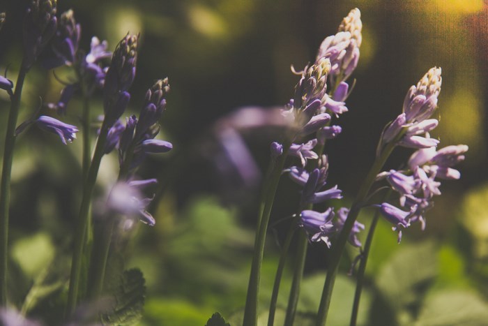 Purple bluebells in a garden with bokeh background