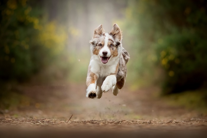 Australian Shepherd puppy running in a forest