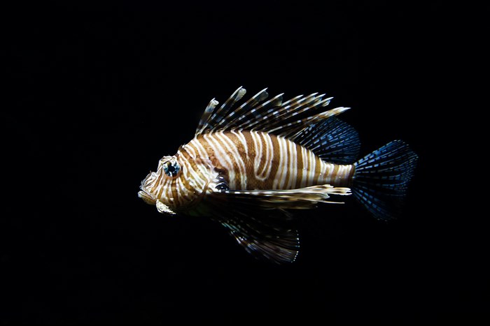 Striped Lionfish Underwater