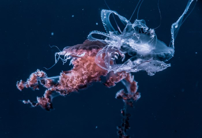 Two jellyfish floating in dark blue water