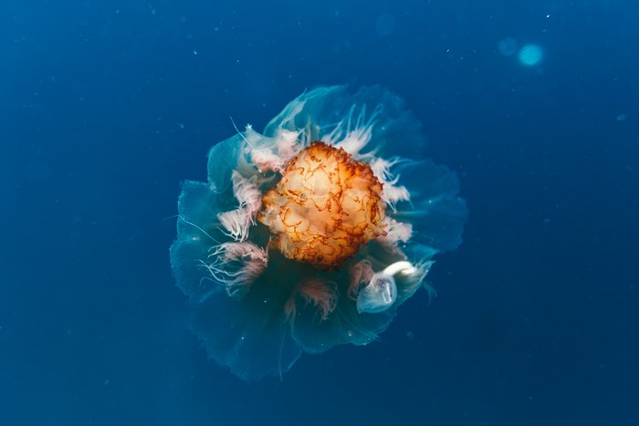 Orange jellyfish underwater in blue ocean