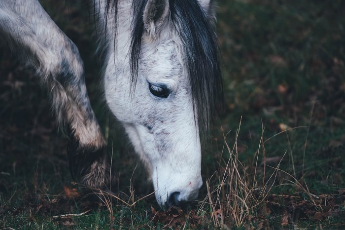 White horse grazing in a grassy field