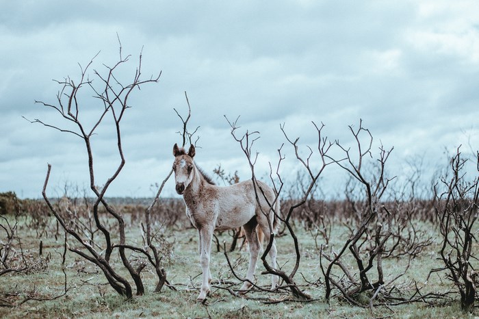 Young white foal standing among bare branches